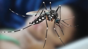 ডেঙ্গুতে ৫ জনের মৃত্যু, হাসপাতালে ভর্তি ১ হাজার ৩৪ জন