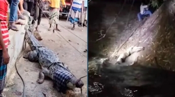 অবশেষে ফাঁদে ধরা পড়লো সেই কুমিরটি